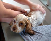 Puppy bath - "Why me?"